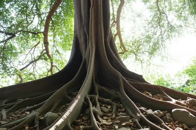 Illustration embedded - Image 1