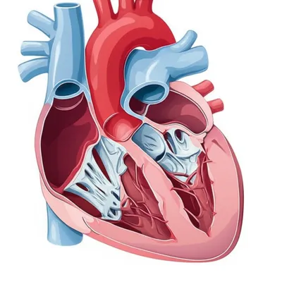 Illustration valvular