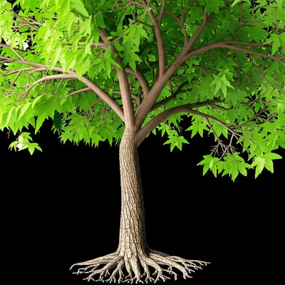 Illustration stemming - Image 1