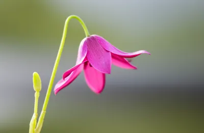 Hình ảnh minh họa recurrence - Ảnh 1