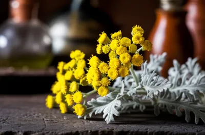 Illustration absinthes - Image 1