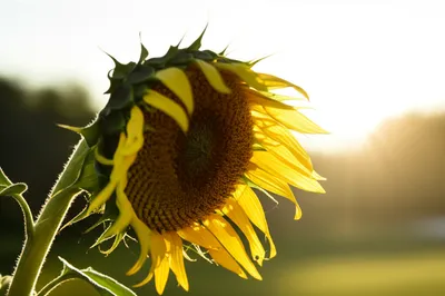 Illustration brighten - Image 1