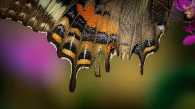 Illustration tails - Image 1