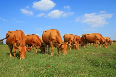 Illustration feed - Image 1