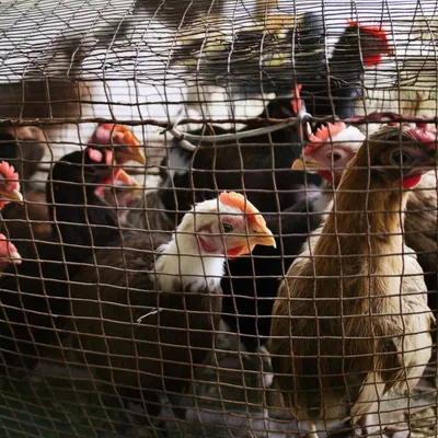 Illustration cooped - Image 1