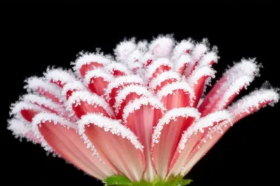 Illustration icing - Image 1