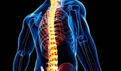 Illustration spinal - Image 2