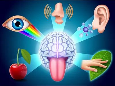 Illustration sensorium