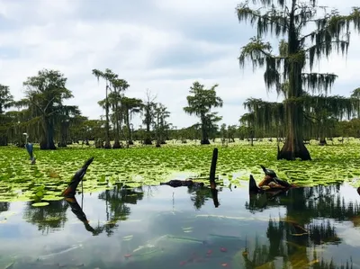 Illustration swamp - Image 1