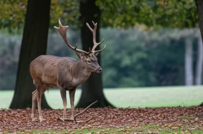 Illustration mewed - Image 1