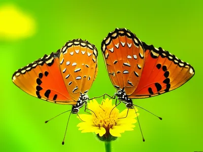 Illustration conspecific