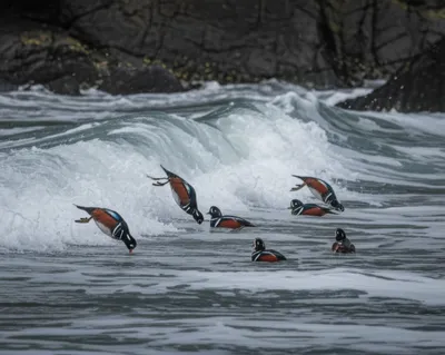 Illustration squealers - Image 1