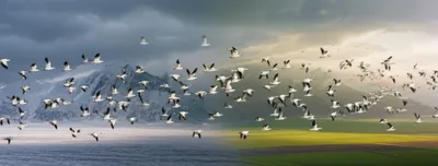 Illustration migrations - Image 1