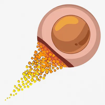 Illustration secretion