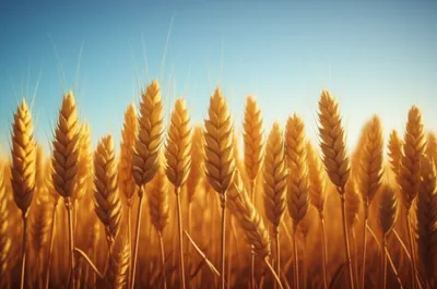 Illustration produce - Image 1