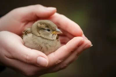 Illustration kept - Image 1