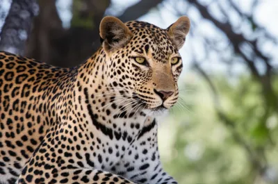 Illustration leopardess