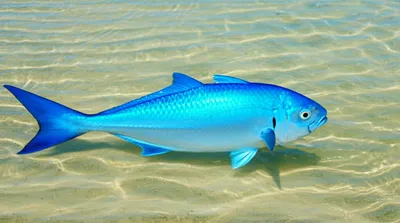 Illustration nippers - Image 1