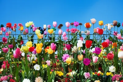 Illustration bullshit - Image 1