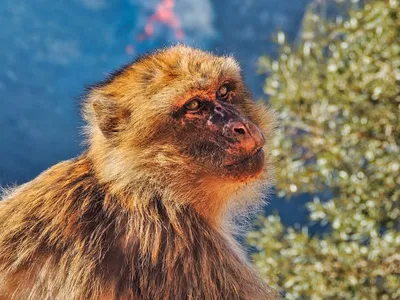 Illustration macaque - Image 2
