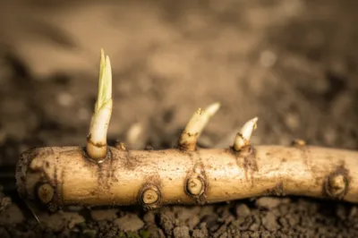 Illustration pips - Image 1