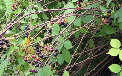 Illustration brambles - Image 1