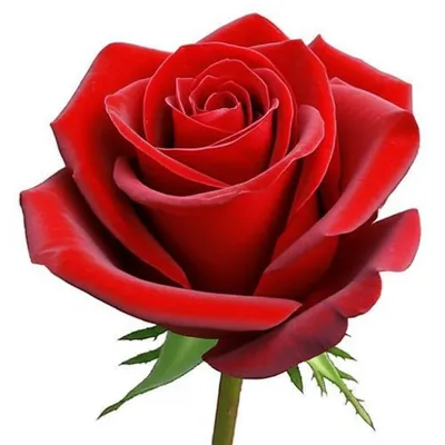 Illustration rose - Image 1