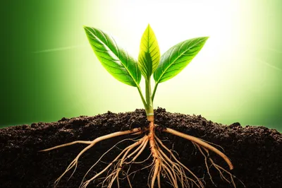 Illustration improving - Image 1