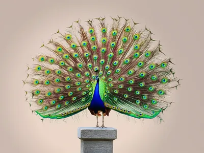 Illustration prides - Image 1