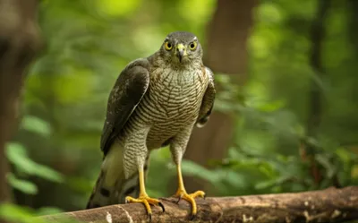 Illustration goshawk - Image 1