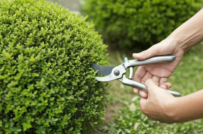 Illustration shrub - Image 1