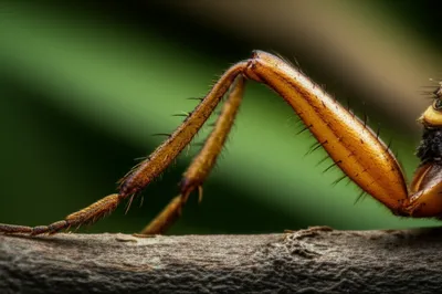 Illustration tibias - Image 1