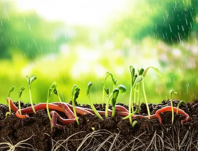 Illustration organically - Image 1