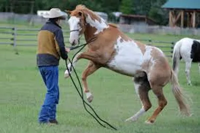 Illustration shy - Image 2