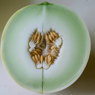 Illustration honeydew - Image 1