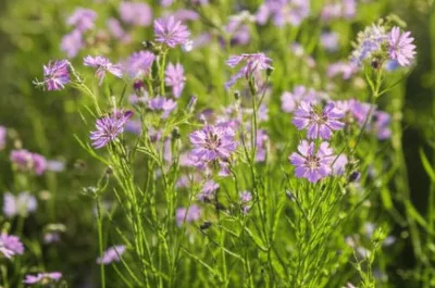 Illustration centaureas