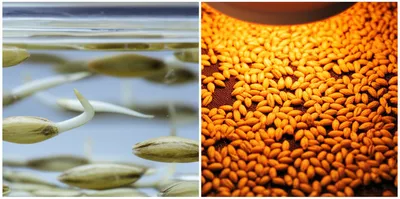 Illustration malt - Image 1