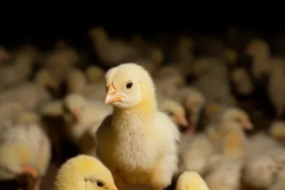 Illustration poussins - Image 1