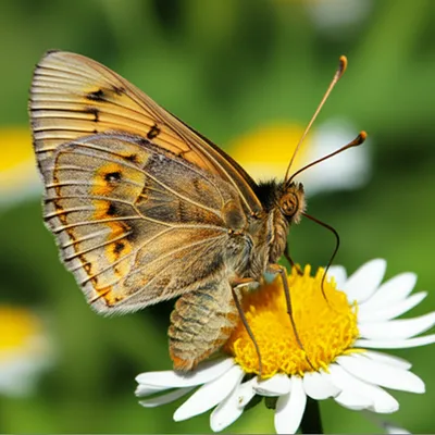 Illustration skippers - Image 1