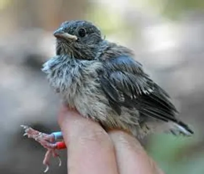 Illustration fledgling - Image 2