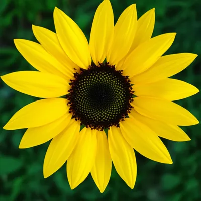 Illustration radiate - Image 1