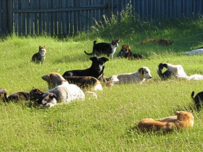 Illustration strays - Image 1