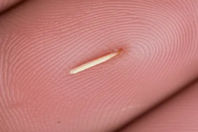 Illustration spelk - Image 1