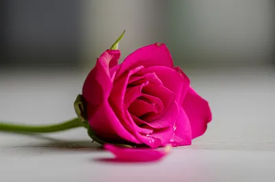 Illustration perishable