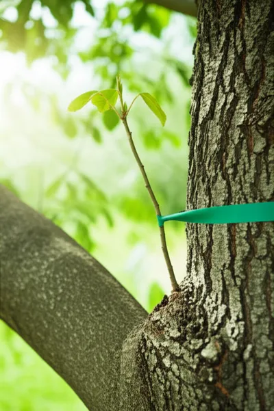 Illustration imped - Image 1