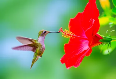 Illustration hove - Image 1