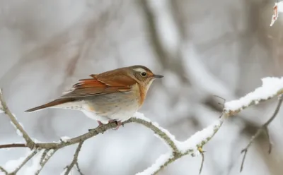 Illustration redwing - Image 1