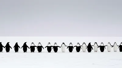 Illustration pinguins - Image 1