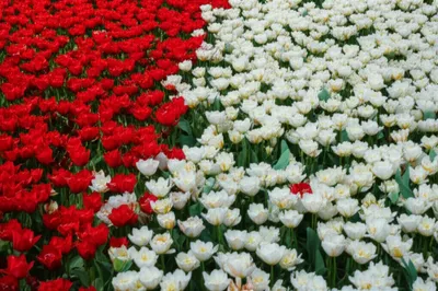 Illustration epistasis