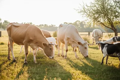 Illustration pollard - Image 1